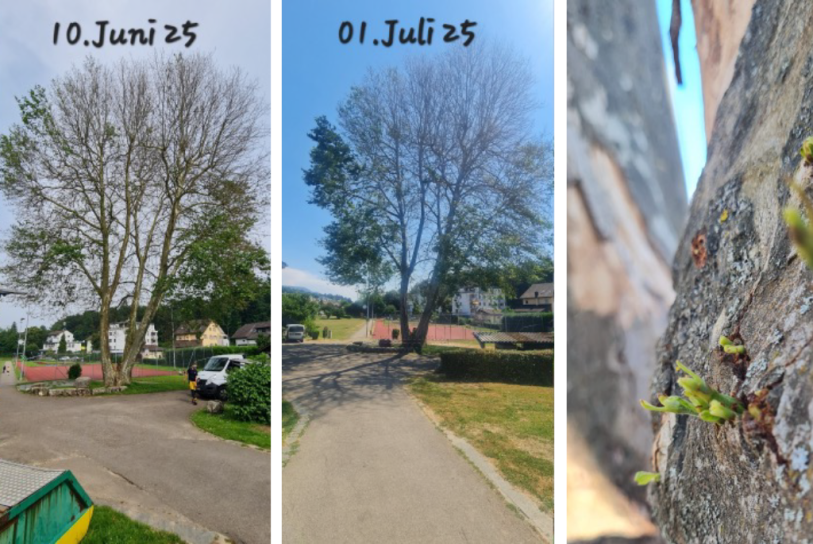 Platane bei der Mehrzweckhalle