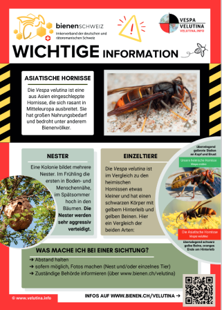 Asiatische Hornisse Poster